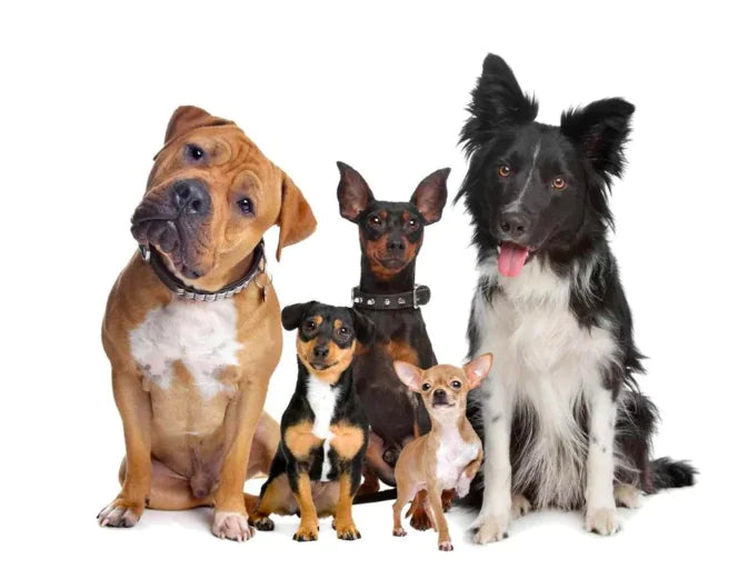 Wireless Pet Training Device - Pawluxe