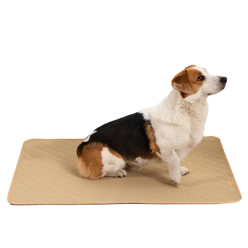 Pet Training Pads for Repeated Water Absorption - Pawluxe