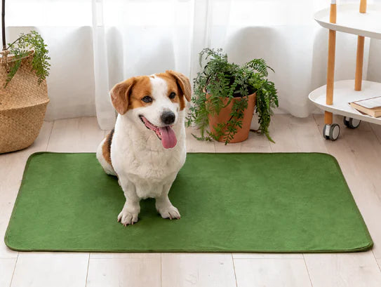 Pet Training Pads for Repeated Water Absorption - Pawluxe