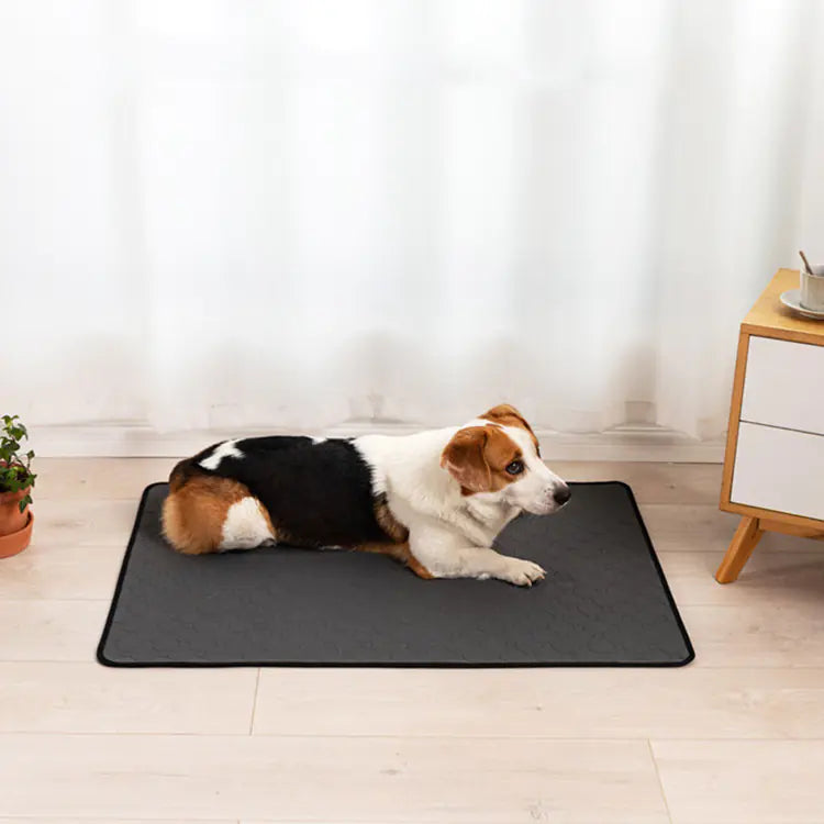 Pet Training Pads for Repeated Water Absorption - Pawluxe